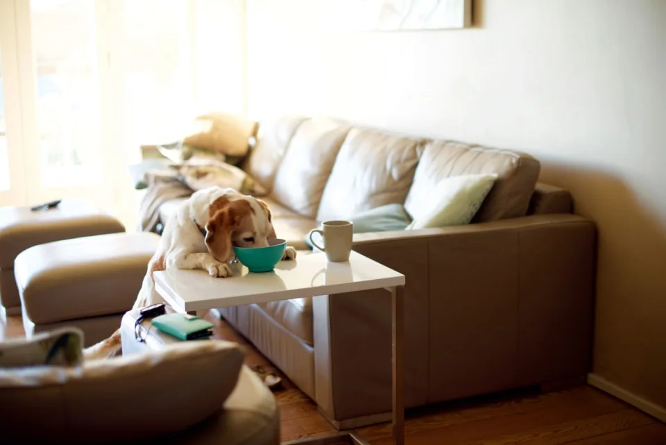 A dog eating from a bowl on a living room table, a typical pet-monitoring scene