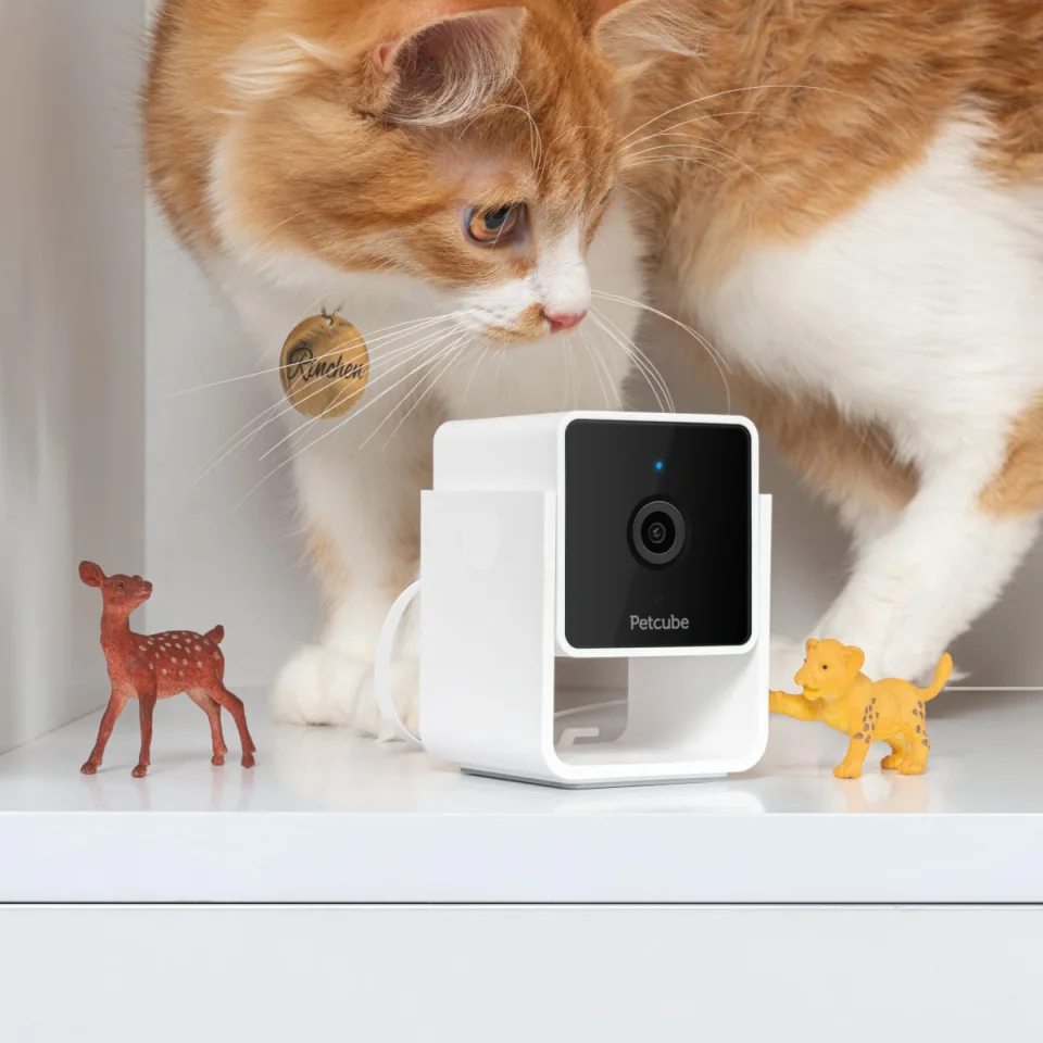 An orange and white cat looking down at a Petcube Cam on a white shelf