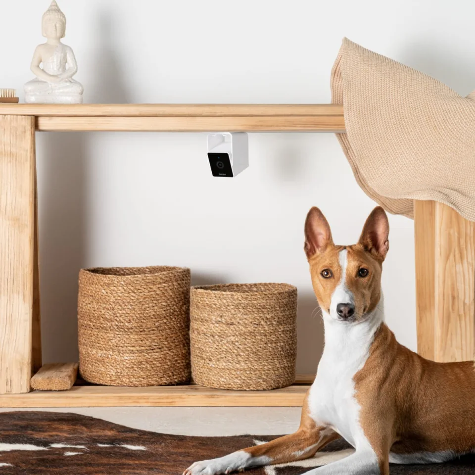 A dog lying on a rug in a living room with a Petcube Cam mounted under a wooden table above