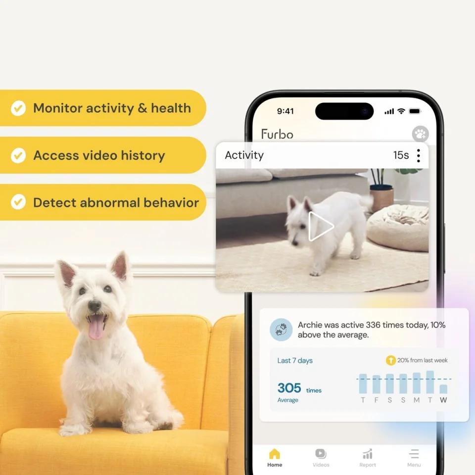 A corgi barking with a Furbo Dog Camera Barking Alert phone notification shown above it